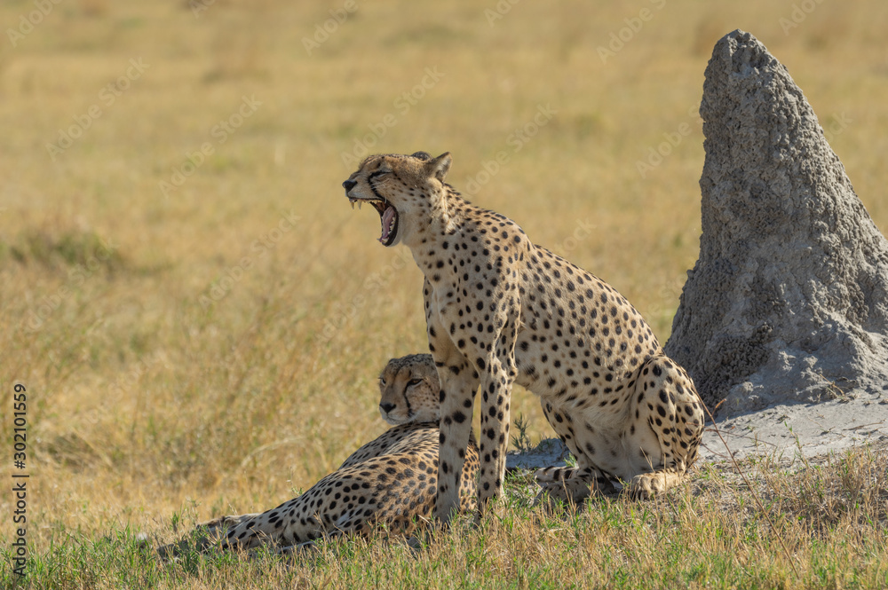 Cheetah brothers in Savuti Marsh within Chobe National Park, Botswana, Africa Cheetah brothers in Savuti Marsh within Chobe National Park, Botswana, Africa