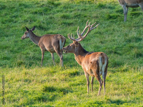 Fototapeta Naklejka Na Ścianę i Meble -  Perthshire / Szkocja - 25 sierpień 2019: Zwierzęta obok Zamku Blair w sierpniowy słoneczny dzień