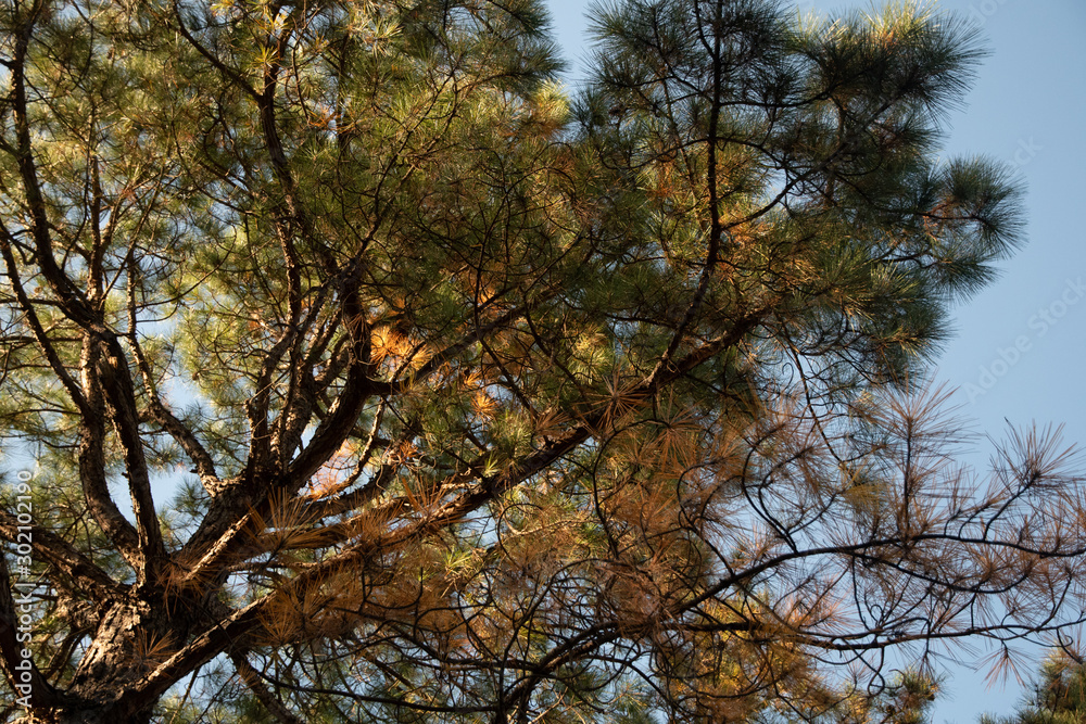 Fototapeta premium 秋 紅葉