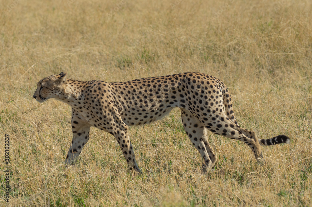 Obraz premium Cheetah brothers in Savuti Marsh within Chobe National Park, Botswana, Africa