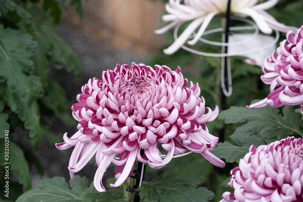 ピンクの菊