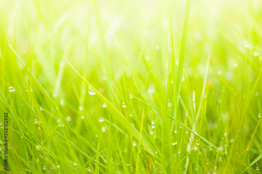 Fototapeta premium Fresh lush green grass on meadow with drops of water dew in morning light in spring summer outdoors close-up macro, panorama. Beautiful artistic image of purity and freshness of nature, copy space.