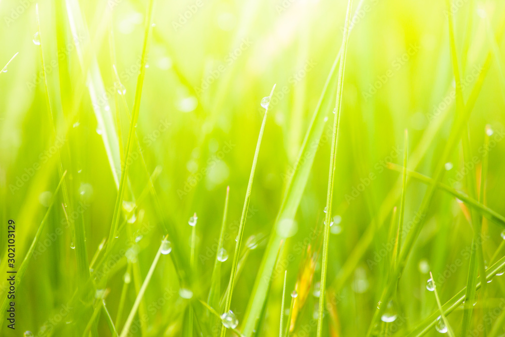 Fototapeta premium Fresh lush green grass on meadow with drops of water dew in morning light in spring summer outdoors close-up macro, panorama. Beautiful artistic image of purity and freshness of nature, copy space.