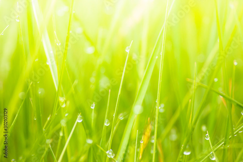 Fresh lush green grass on meadow with drops of water dew in morning light in spring summer outdoors close-up macro  panorama. Beautiful artistic image of purity and freshness of nature  copy space.