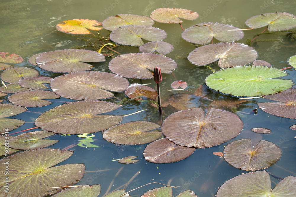 Water lily or Nymphaea aquatic rhizomatous perennial herb plants large light green leaves growing out of small local lake surrounded with fallen leaves and grass on warm sunny summer day Water lily or Nymphaea aquatic rhizomatous perennial herb plants large light green leaves growing out of small local lake surrounded with fallen leaves and grass on warm sunny summer day