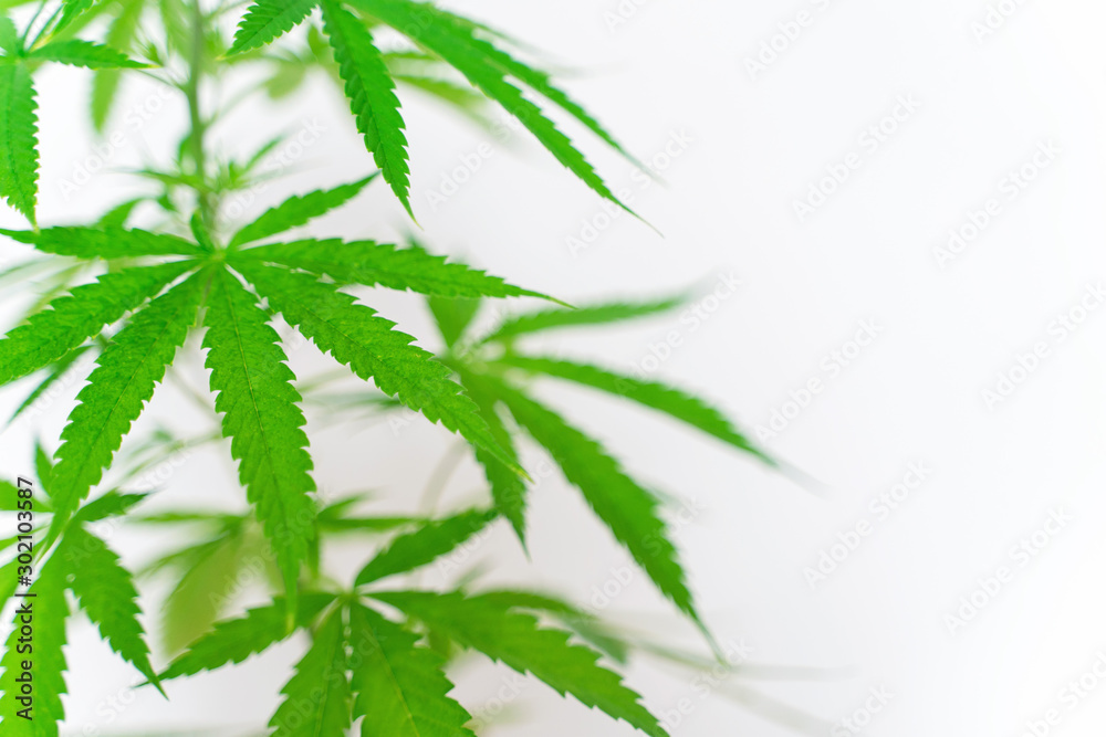Cannabis commercial grow. It is a medicinal plant and is addictive. Cannabis commercial grow. It is a medicinal plant and is addictive.