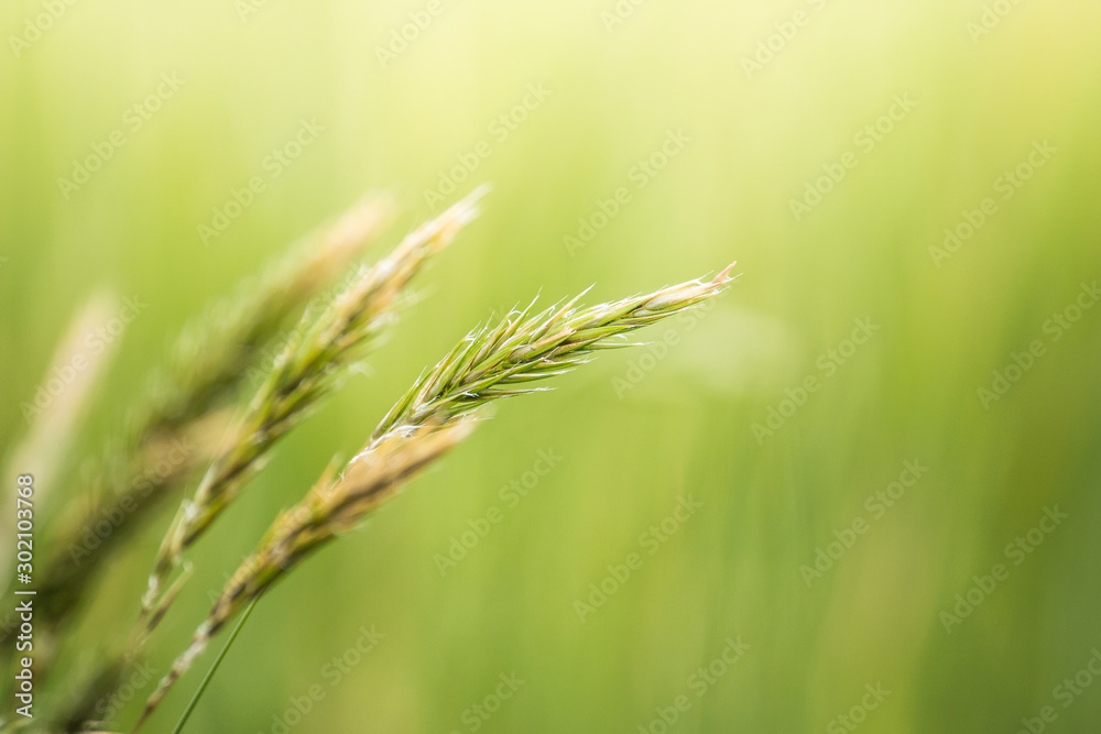 Fototapeta premium pole pszenicy, trawa tło natura ze światłem słonecznym