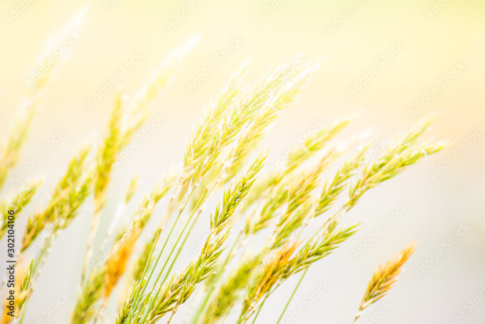 wheat field, grass nature background with sunlight wheat field, grass nature background with sunlight