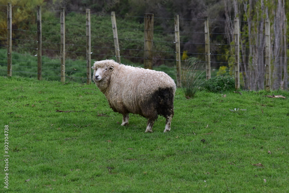 Fototapeta premium A sheep with dirty wool