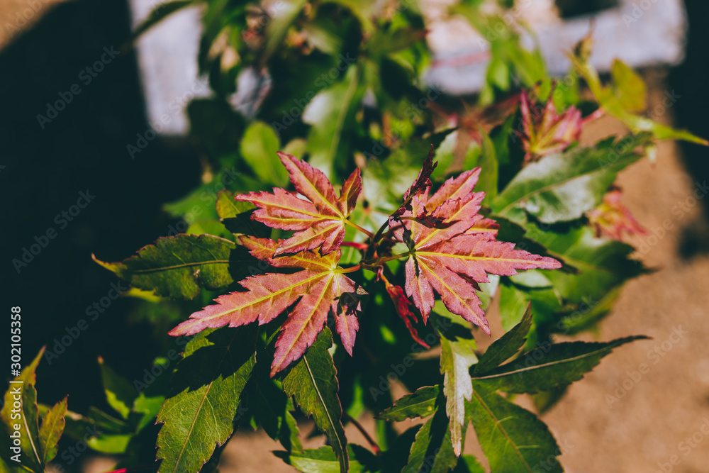 japanese maple plant with both green and red leaves outdoor in sunny backyard, close-up shot japanese maple plant with both green and red leaves outdoor in sunny backyard, close-up shot
