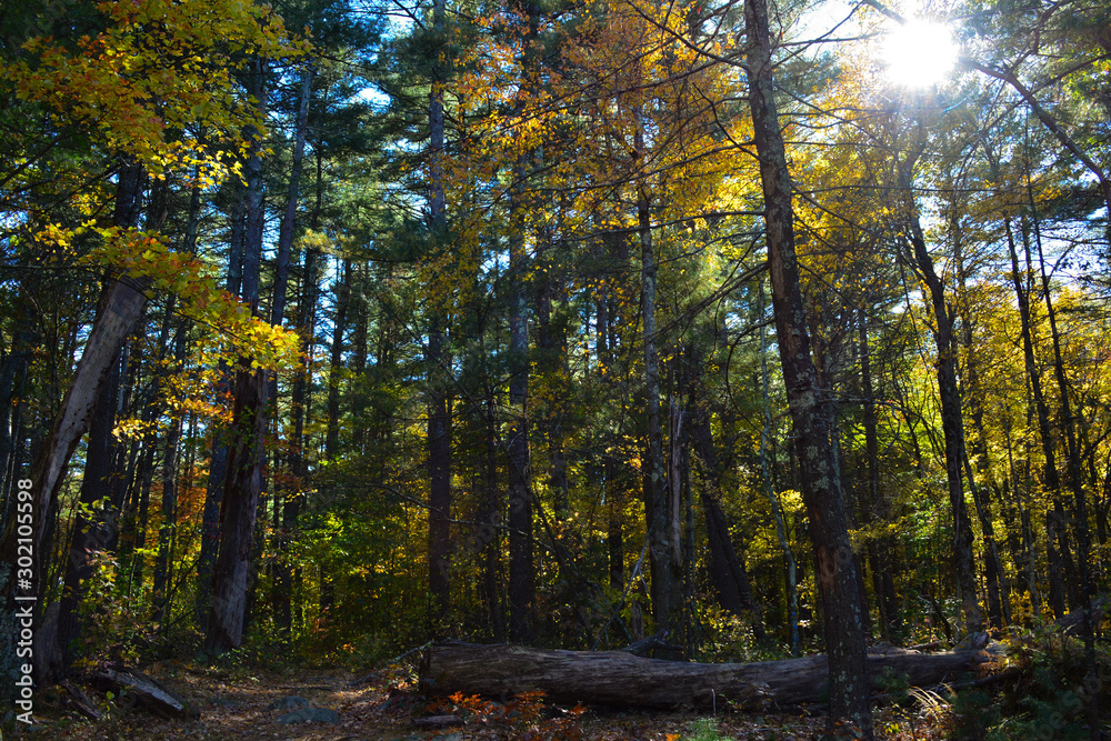 Fototapeta premium Baldachim w lesie