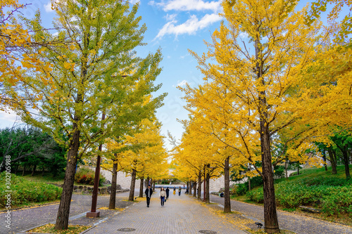 Photography Ginkgo Road at Bandai Azuma Sport park Fukushima Japan
