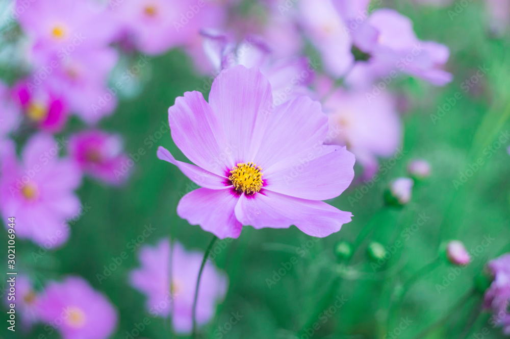 bee on flower