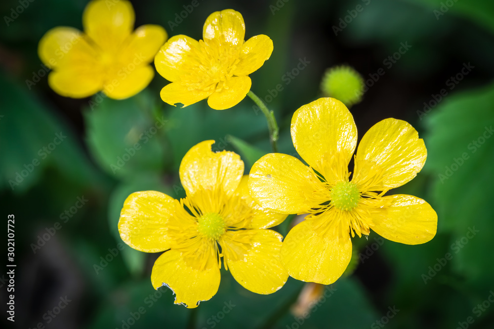 Yellow flowers of buttercup mountain Ranunculus montanus.