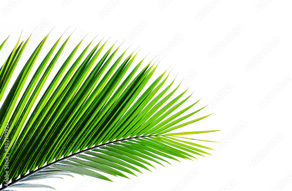 Obraz premium palm leaves isolated on white background