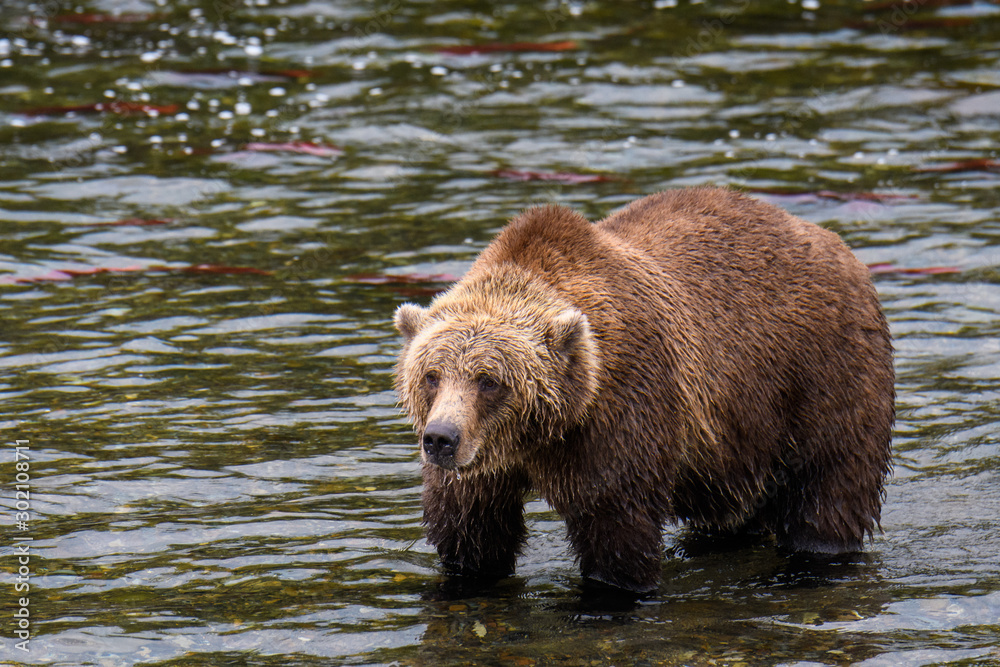 Brown bear fishing for salmon in the Brooks River, Katmai National Park, Alaska, USA Brown bear fishing for salmon in the Brooks River, Katmai National Park, Alaska, USA