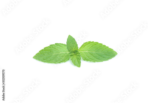 mint leaves isolated isolated on white