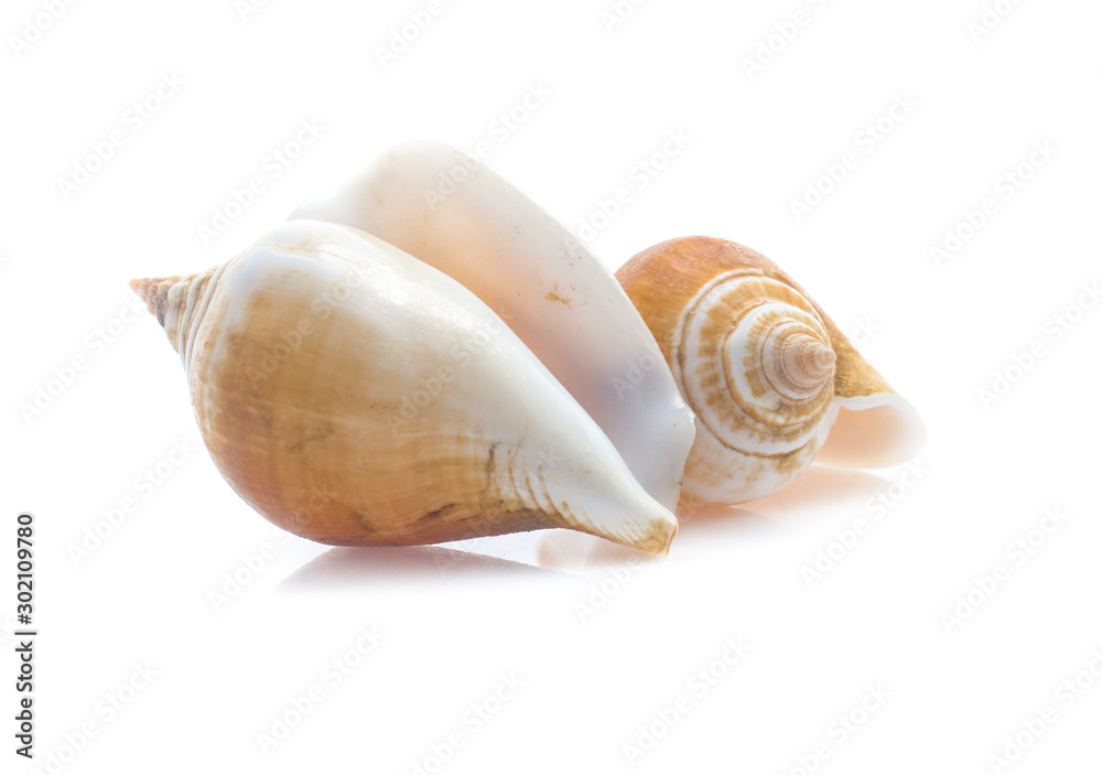Seashell isolated on white Seashell isolated on white
