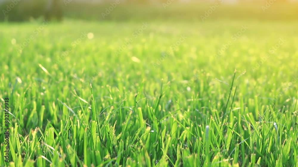 green grass in garden and sunshine with dolly