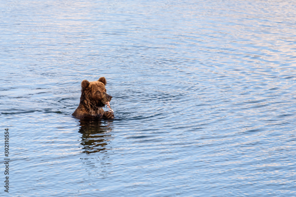 Brown bear cub standing in the Brooks River eating salmon, Katmai National Park, Alaska, USA Brown bear cub standing in the Brooks River eating salmon, Katmai National Park, Alaska, USA