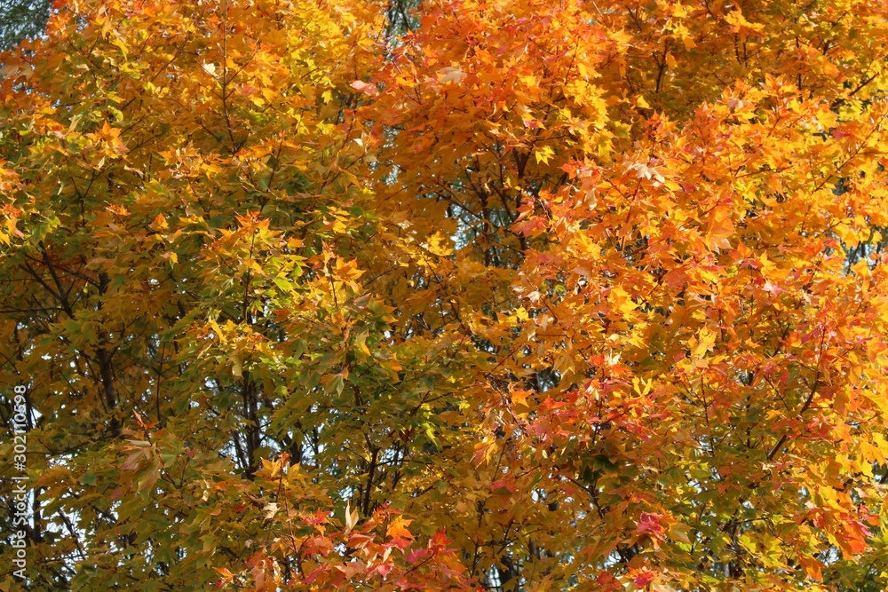 Japanese autumn leaves Japanese autumn leaves