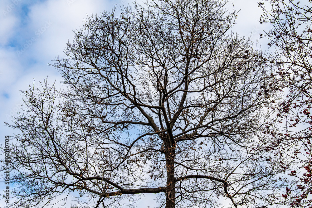 Bare branches against the blue sky, autumn, view from below to the sky. Bare branches against the blue sky, autumn, view from below to the sky.