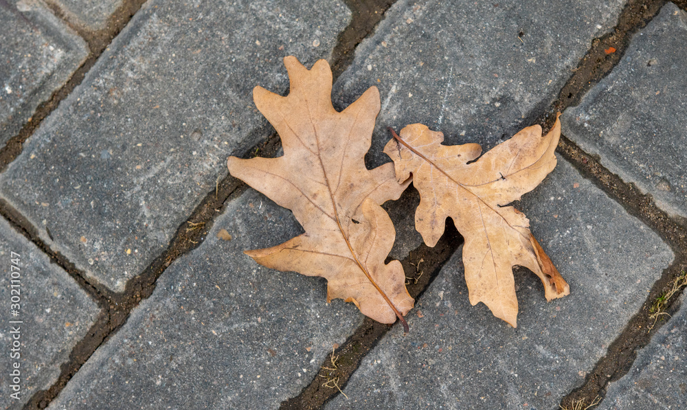 Background from pavers and yellow. Autumn yellow leaves on the paving slabs. Stock horizontal photo for banner, background. Background from pavers and yellow. Autumn yellow leaves on the paving slabs. Stock horizontal photo for banner, background.