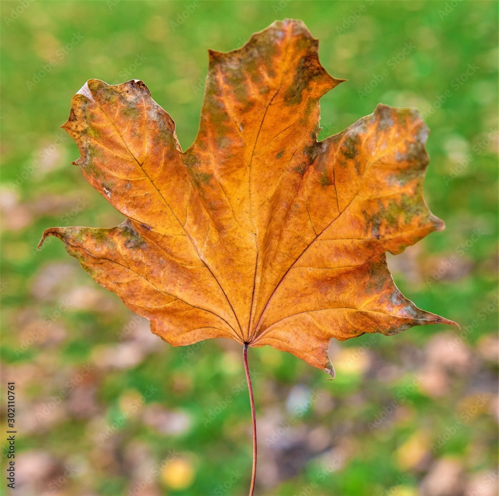 Yellow maple leaf on a blurred green grass background. Yellow maple leaf on a blurred green grass background.
