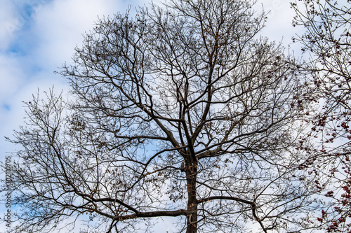 Bare branches against the blue sky, autumn, view from below to the sky. © Prikhodko