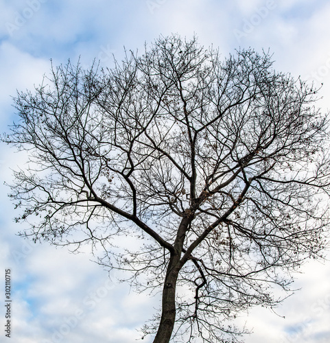 Bare branches against the blue sky, autumn, view from below to the sky. © Prikhodko