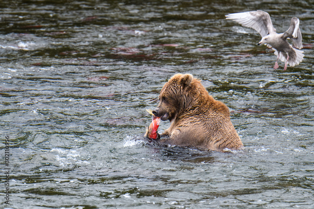 Brown bear eating a fresh caught salmon in the Brooks River, with gull waiting for scraps, Katmai National Park, Alaska, USA