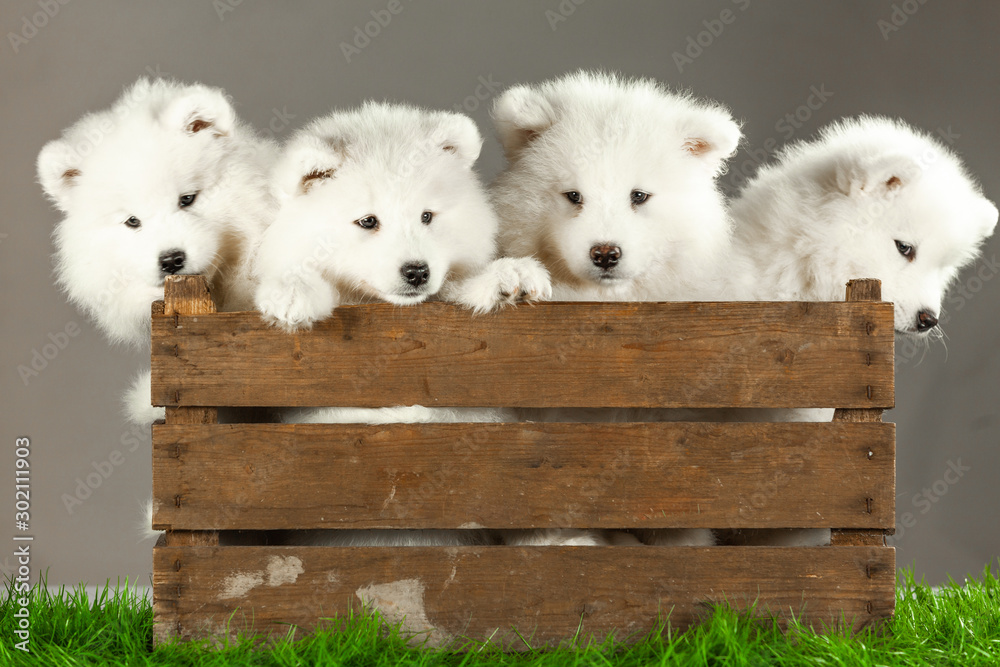 samoyed dogs puppies isolated on white - obrazy, fototapety, plakaty 