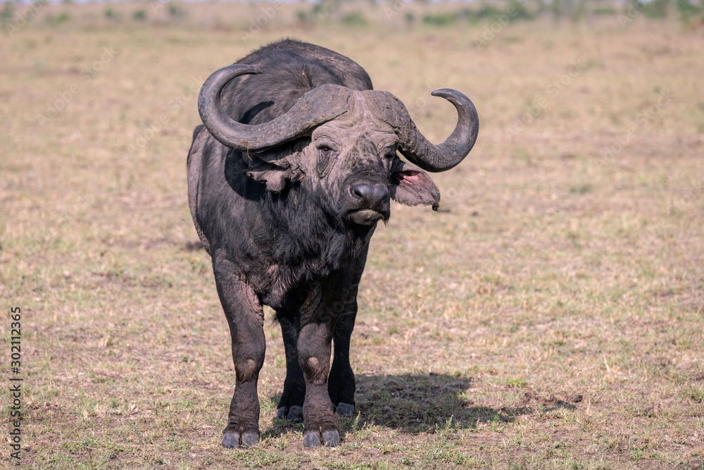 Close up of a large male cape buffalo looking directly at the camera.  Image taken in the Masai Mara, Kenya