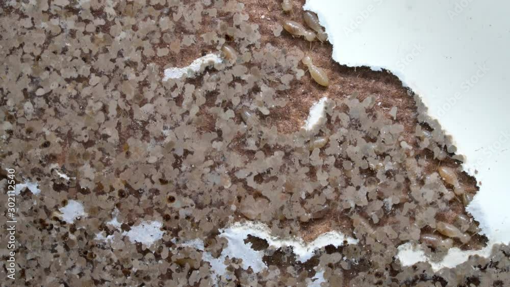 closeup termite walking on floor	