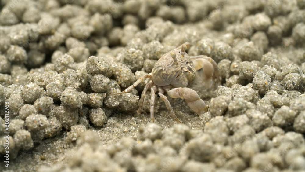 Ghost crab eating food on sand beach Ghost crab eating food on sand beach