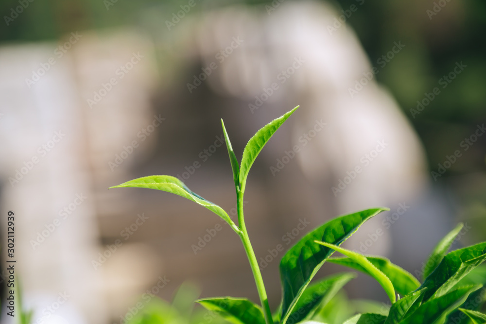 custom made wallpaper toronto digitalFresh tea leaves.