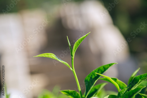 Wallpaper Mural Fresh tea  leaves. Torontodigital.ca