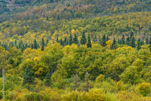 Fall landscape of boreal forest and hillside above the Brooks River, Katmai National Park, Alaska, USA