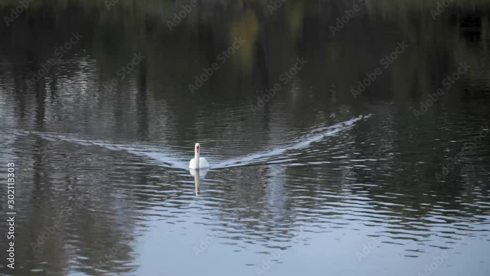 Swan approaching on the lake Swan approaching on the lake