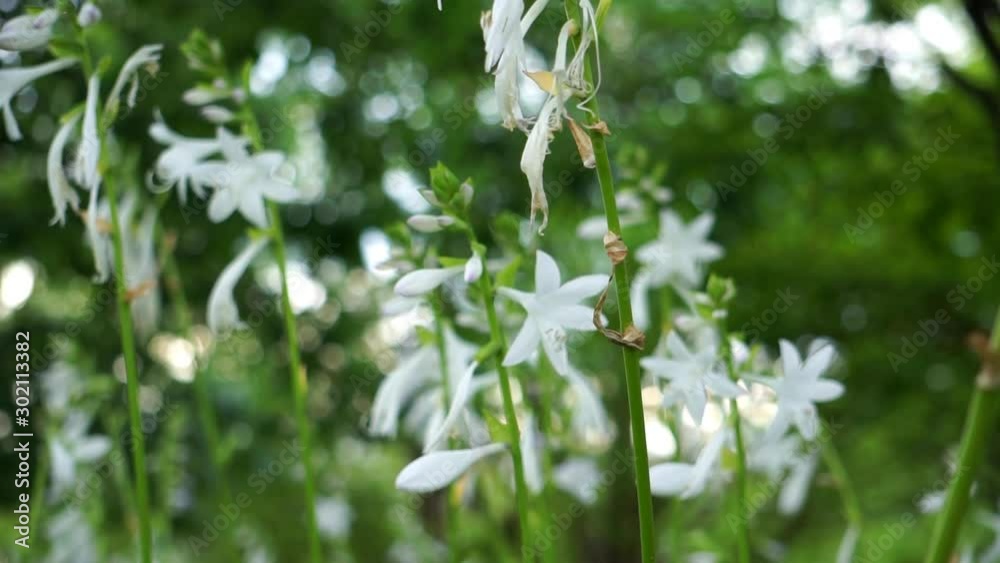white flower string moving with wind park white flower string moving with wind park