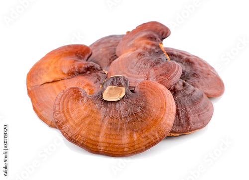 Ganoderma Lucidum Mushroom an isolated on white background photo