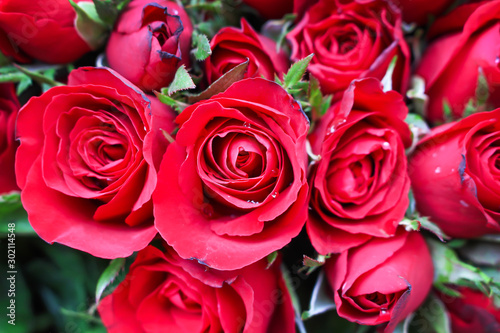 Fresh bright  rose flower red petal blooming with water drop and green leaf top view for natural summer scenic background