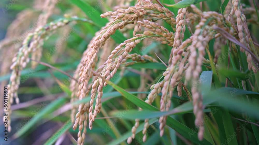 Yellow paddy field swaying in the wind, early morning dawn time in Taiwan. Raw short-grain rice crop stalks, concept of organic agriculture farming, close up. Yellow paddy field swaying in the wind, early morning dawn time in Taiwan. Raw short-grain rice crop stalks, concept of organic agriculture farming, close up.