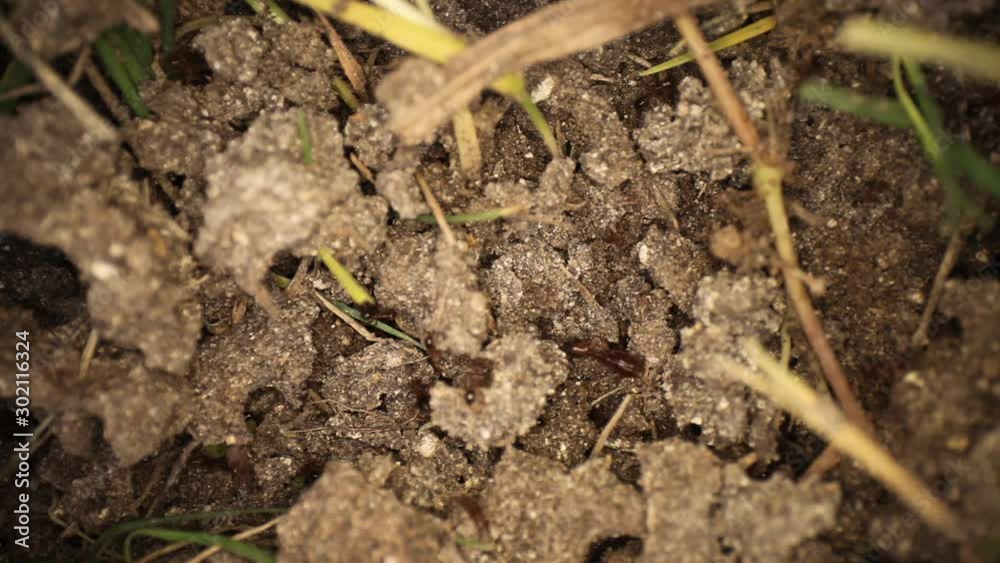 Wide angle macro shot of disturbed fire ant mound. Panning across with many ants moving around. Using a wide angle macro probe lens, getting unique perspectives. Wide angle macro shot of disturbed fire ant mound. Panning across with many ants moving around. Using a wide angle macro probe lens, getting unique perspectives.