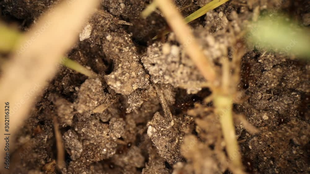Top down static shot of a disturbed fire ant mound, few blades of grass framing an area where ants are walking around. Then panning across the top of the dirt showing other sections and ants. Top down static shot of a disturbed fire ant mound, few blades of grass framing an area where ants are walking around. Then panning across the top of the dirt showing other sections and ants.