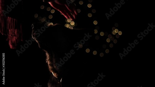 Adorable German Shepherd Dog Head in the Dark Stroke by Hand Putting Red Hat photo