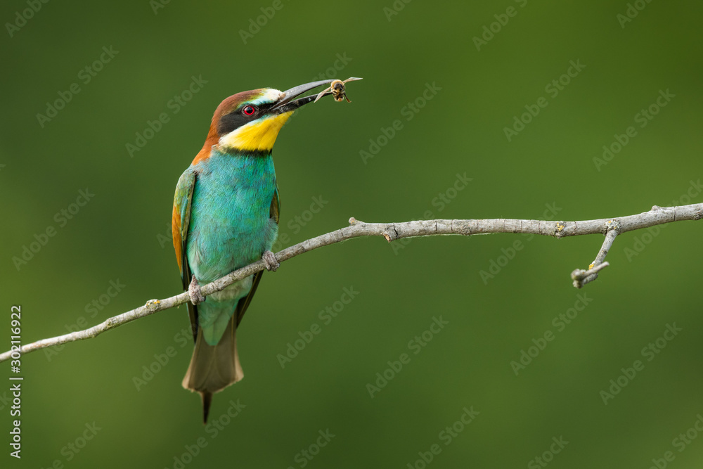 European bee-eater in the natural environment, wildlife, close up, Europe, Merops apiaster 