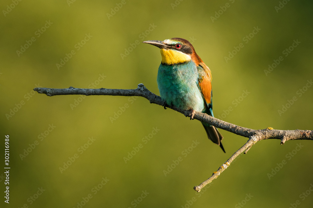 European bee-eater in the natural environment, wildlife, close up, Europe, Merops apiaster European bee-eater in the natural environment, wildlife, close up, Europe, Merops apiaster