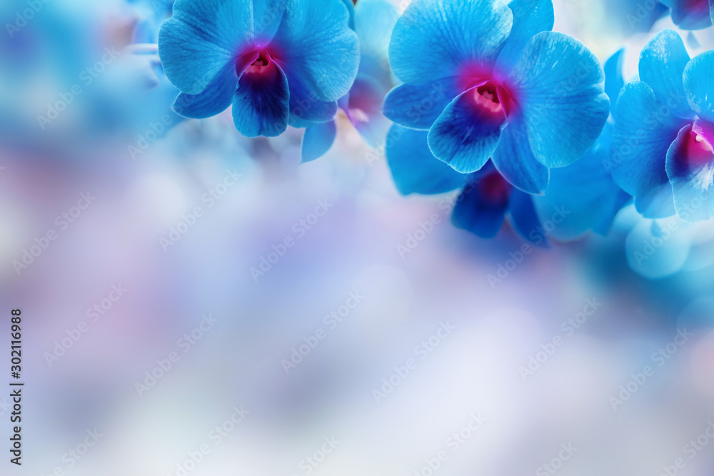 blue orchid flower border background with copy space Stock Photo