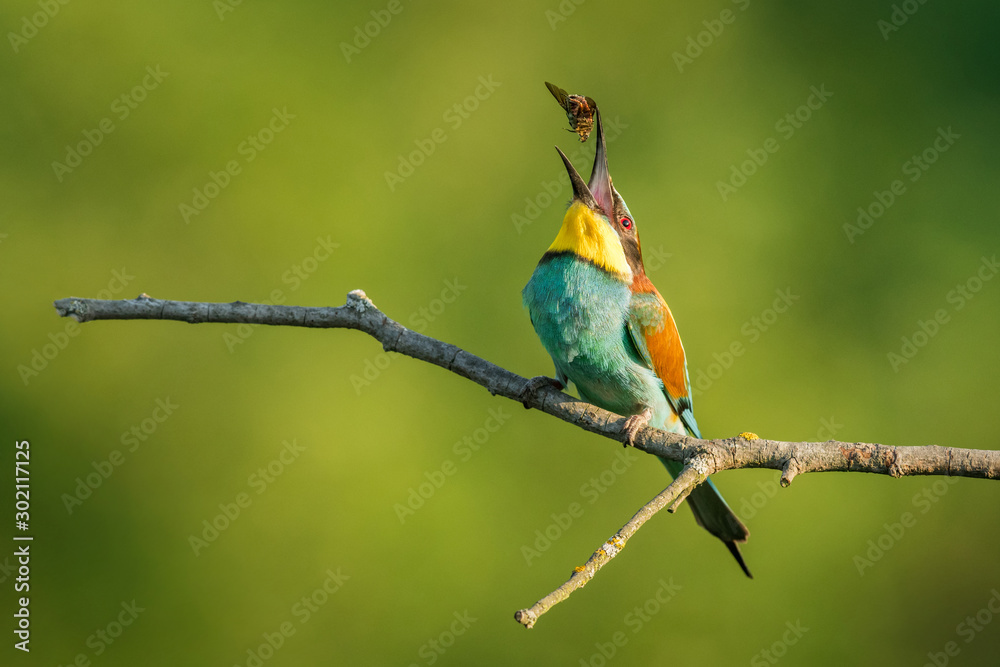 European bee-eater in the natural environment, wildlife, close up, Europe, Merops apiaster European bee-eater in the natural environment, wildlife, close up, Europe, Merops apiaster